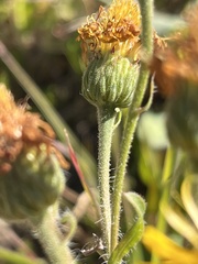 Heterotheca