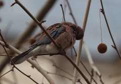 Streptopelia senegalensis
