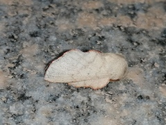 Phyllodesma suberifolia