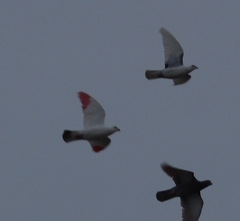 Columba livia domestica