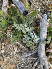 Chaenactis artemisiifolia