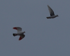 Columba livia domestica