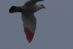 Columba livia domestica