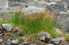Juncus jacquinii