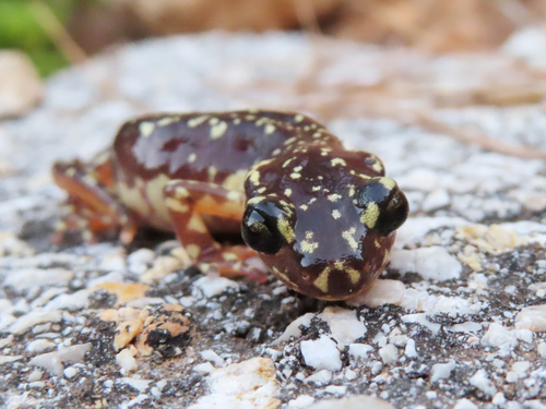Karpathos Lycian Salamander, Lyciasalamandra helverseni