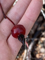 Rosa nutkana