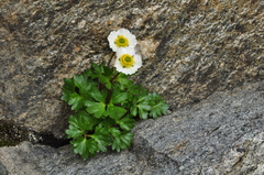 Ranunculus glacialis