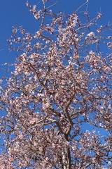 Prunus argentea
