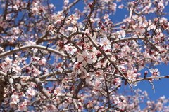 Prunus argentea
