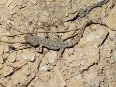 Mediodactylus oertzeni