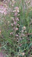 Lepidium virginicum