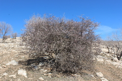 Prunus argentea