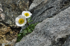 Ranunculus glacialis