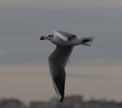 Chroicocephalus ridibundus