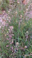 Lepidium virginicum