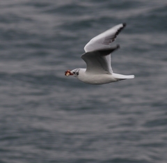 Chroicocephalus ridibundus