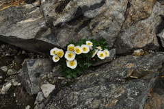 Ranunculus glacialis