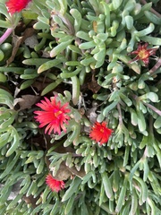 Malephora crocea