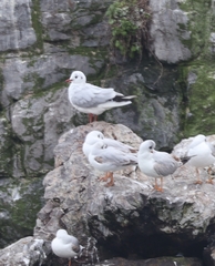 Chroicocephalus ridibundus