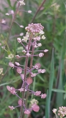 Lepidium virginicum