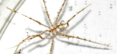 Nymphon brevirostre