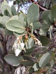 Arctostaphylos viscida viscida