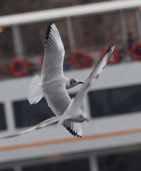 Chroicocephalus ridibundus