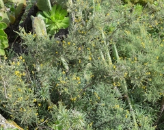 Genista canariensis image