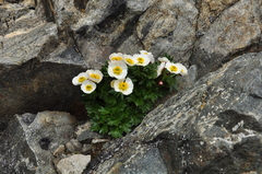 Ranunculus glacialis