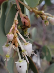 Arctostaphylos viscida viscida