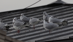 Chroicocephalus ridibundus