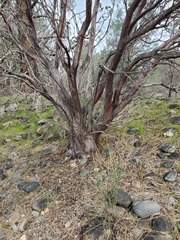 Arctostaphylos viscida viscida