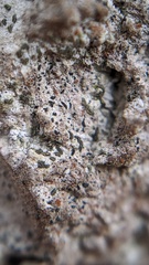 Alyxoria varia