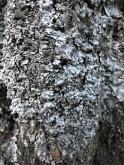 Parmelina tiliacea