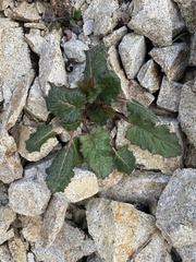 Phacelia minor