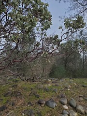 Arctostaphylos viscida viscida