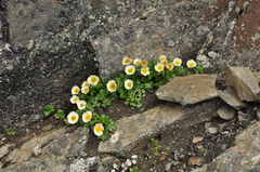 Ranunculus glacialis