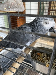 Psittacus erithacus timneh