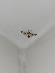 Neoleucinodes elegantalis