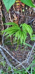 Asplenium trichomanes