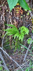 Asplenium trichomanes