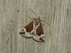 Hypena crassalis