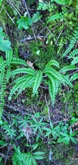 Asplenium trichomanes