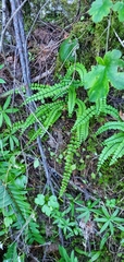 Asplenium trichomanes