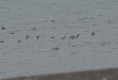 Puffinus yelkouan