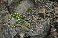 Ranunculus glacialis