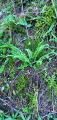 Asplenium trichomanes