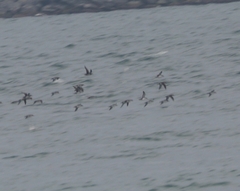 Puffinus yelkouan