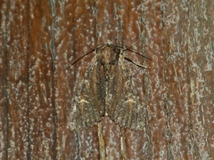 Apamea crenata