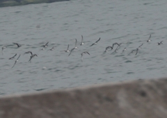 Puffinus yelkouan